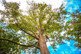 Best Emergency Tree Removal  in Montello, WI