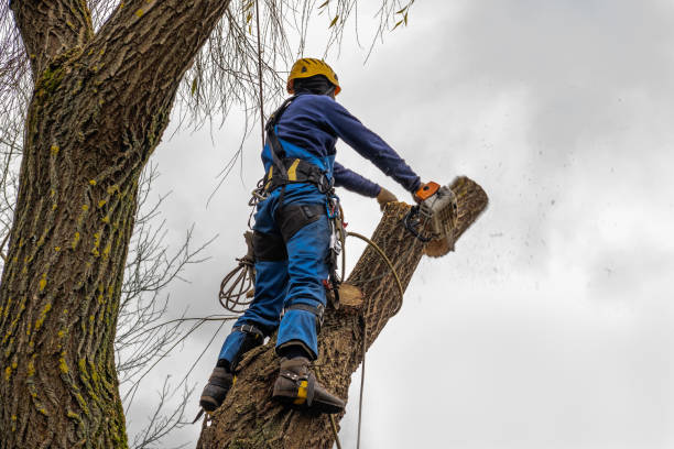 Best Seasonal Cleanup (Spring/Fall)  in Montello, WI