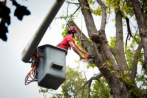 Best Root Management and Removal  in Montello, WI