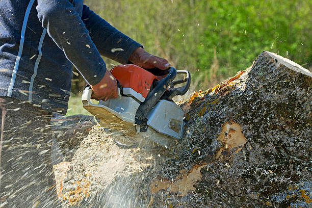 Reliable Montello, WI Tree Services Solutions